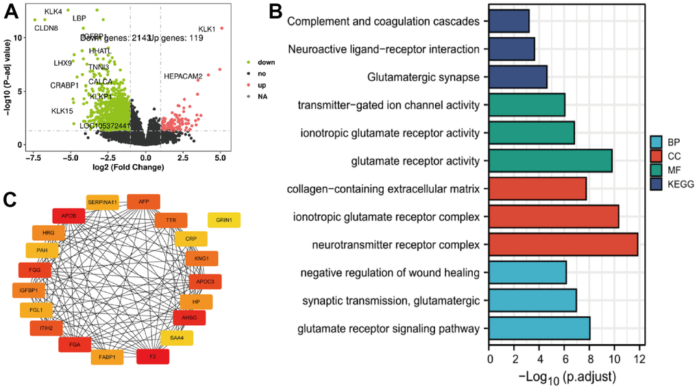 (A–C) The TRIM26 different expression genes' volcano figure, PPI network, and enrichment function analysis.