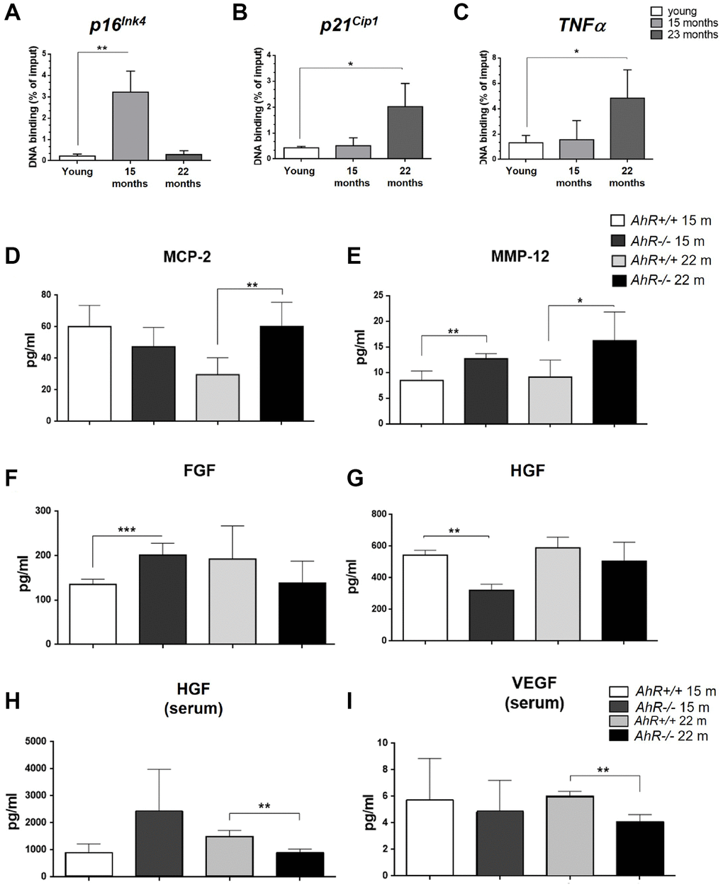 AhR modulates the senescence-associated secretory phenotype with aging. (A). Chromatin immunoprecipitation (ChIP) for AhR binding to XRE binding sites located in the promoters of p16Ink4a (A), p21Cip1 (B) and TNFα (C). qPCR was used to quantify changes in DNA binding and the results were normalized to the corresponding inputs. Amounts of MCP-2 (D), MMP12 (E), FGF (F) and HGF (G) were analyzed in liver homogenates from AhR+/+ and AhR−/− mice at the indicated ages. Levels of HGF (H) and VEGF (I) VEGF were also determined in sera from mice of the same genotypes and ages. Bio-Plex Multiplex immunoassays kits were used. Oligonucleotides for qPCR are indicated in Supplementary Table 1. Gapdh was used to normalize target gene expression (△Ct) and 2−△△Ct to calculate changes in mRNA levels with respect to wild type or untreated conditions. Data are shown as mean + SD (*P **P ***P 