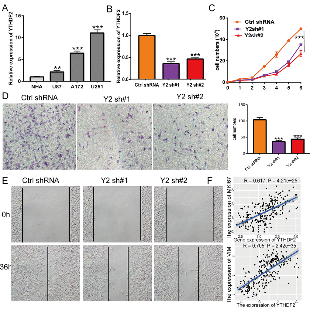 Depletion of YTHDF2 inhibits GBM cell proliferation and migration. (A) The expression of YTHDF2 in normal human astrocytes cells (NHA) and GBM cell lines (U87, A172, and U251). (B) The YTHDF2 knockdown efficiency in U251 was verified by qRT-PCR assay. (C) YTHDF2 knockdown significantly inhibited U251 cell proliferation examined by growth curve assay. (D) YTHDF2 knockdown significantly inhibited U251 cell migration examined by transwell assay. (E) YTHDF2 knockdown significantly inhibited U251 cell migration examined by wound healing assay. (F) Pearson correlation analysis the correlation between YTHDF2 and MKI67, VIM expression in TCGA LGG.