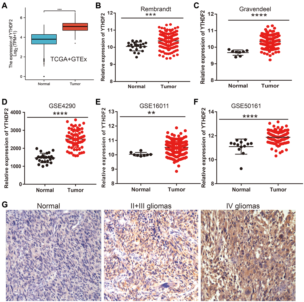 YTHDF2 was the high expression in LGG. (A–F) The YTHDF2 expression is significantly regulated in glioma examined by the TCGA (A), Rembrandt (B), Gravendeel (C), and GEO datasets (D–F). (G) The immunohistochemistry detection of YTHDF2 in Normal brain tissue, LGG, and HGG.