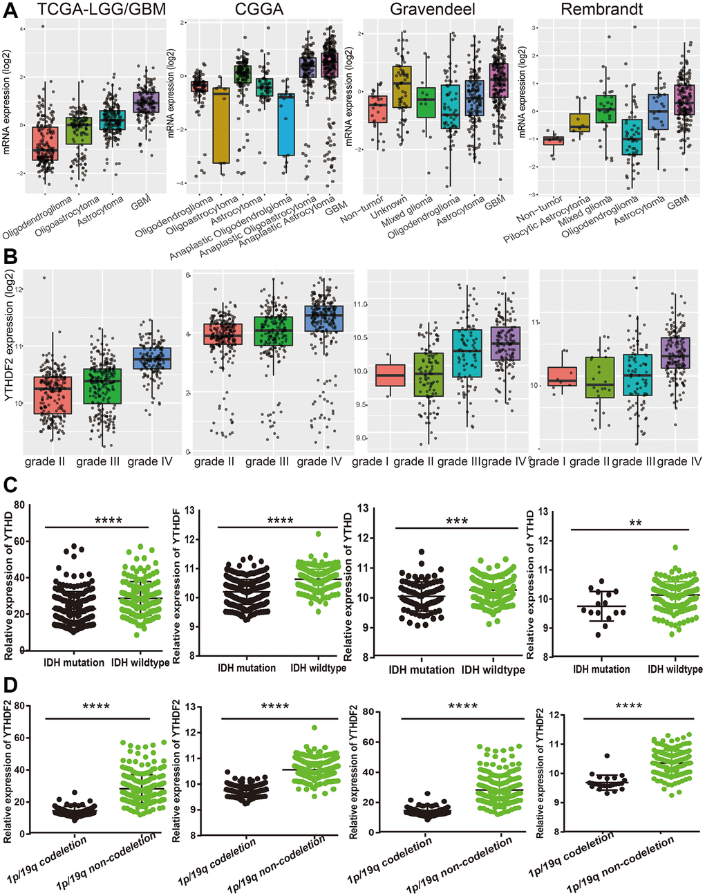 The correlation between the YTHDF2 expression and clinical information in LGG. (A) The expression of YTHDF2 in diverse histology of glioma based on TCGA, CGGA, Rembrandt, and Gravendeel databases. (B) The expression of YTHDF2 in diverse tumor grades of glioma based on TCGA, CGGA, Rembrandt, and Gravendeel databases. (C) The expression of YTHDF2 in diverse IDH mutations of glioma based on TCGA, CGGA, Rembrandt, and Gravendeel databases. (D) The expression of YTHDF2 in diverse 1p/19q codeletion of glioma based on TCGA, CGGA, Rembrandt, and Gravendeel databases.