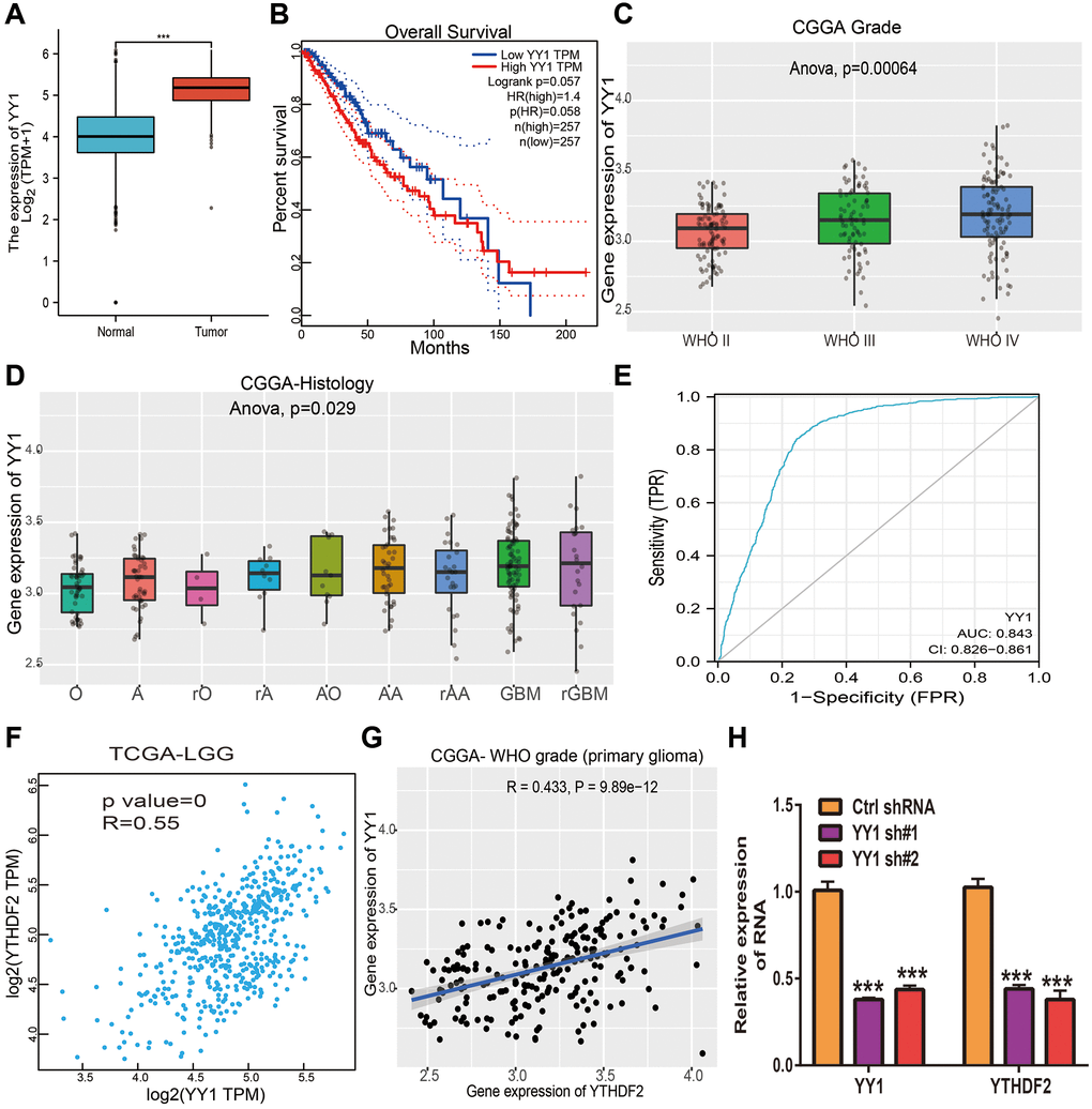 YY1 activates YTHDF2 expression in glioma cells. (A) The expression of YY1in LGG tissues and normal tissues. (B) The prognosis of YY1 in TCGA-LGG was examined by GEPIA. (C) The expression of YY1 in diverse tumor grades of LGG examined by CGGA databases. (D) The expression of YY1 in diverse histology of in CGGA-LGG databases. (E) The ROC curve value of YY1 in TCGA-LGG. (F) YY1 expression was strongly positively associated with YTHDF1 expression in TCGA-LGG examined by GEPIA. (G) YY1 expression was strongly positively associated with YTHDF1 expression in LGG examined by CGGA. (H) The expression of YTHDF2 in U251 cells upon depletion of YY1 was examined by qRT-PCR assay.