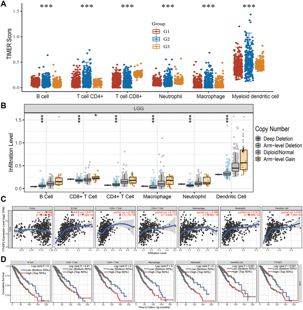 Analysis of the correlation between YTHDF2 expression and diverse immune cell infiltration. (A) The level of diverse immune infiltration in different tumor grades of LGG. (B) The correlation between YTHDF2 expression and somatic copy number alterations. (C) The correlation between YTHDF2 expression and diverse immune cell infiltration. (D) The B cells, CD4+ T cells, CD8+ T cells, dendritic cells, Macrophages, and Neutrophils are correlated with the cumulative survival rate in LGG.