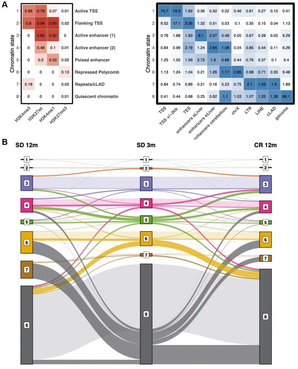 Chromatin state definition and transitions between states with age. (A) Chromatin state definition, labels and enrichment of selected groups of functional elements in young samples. Number in the heatmap on the left are probabilities of observing a given histone modification in the respective chromatin state. Number in the heatmap on the right are enrichment values obtained by ChromHMM for each combination of chromatin state and feature. (B) alluvial plot showing the transition between chromatin states in the SD 3m (center), SD 12m (left), and CR 12m (right) groups. Bar height represents genome coverage in percent (all states together are 100%).