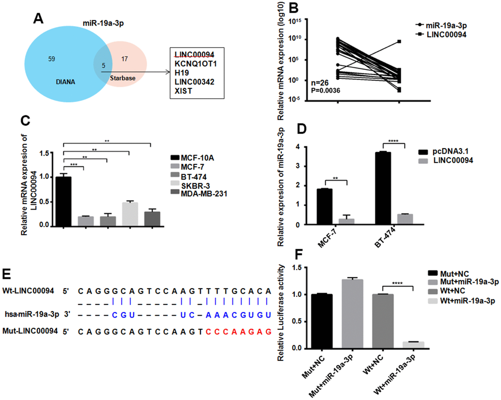 Adsorption of miR-19a-3p by LINC00094 sponge in breast cancer. (A) Bioinformatics analysis of LINCRNA binding to miR-19a-3p. (B) RT-QPCR was used to detect the expression levels of miR-19a-3p (U6 as internal reference) and LINC00094 (β-actin as internal reference) in plasma of breast cancer patients. (C) Endogenous expression of LINC00094 in breast cancer cells was detected by RT-QPCR. *PPPD) miRNA specific PCR detection of miR-19a-3p expression level (U6 as internal reference). **PPE) Binding sequence of miR-19a-3p and LINC00094, and mutation site of mutant LINC00094. (F) Luciferase activity test of HEK-293T cells in each transfection group, ****P