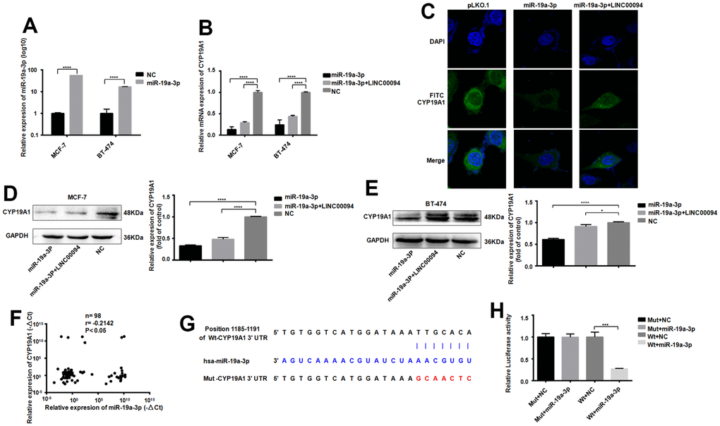 Adsorption of miR-19a-3p by LINC00094 sponge affects the expression of CYP19A1. (A) miRNA-specific PCR was used to detect the expression level of miR-19a-3p (U6 was an internal reference). ****PB) mRNA expression of CYP19A1 in each transfection group of breast cancer cells was detected by RT-QPCR (β-actin as internal reference). ****PC) Immunofluorescence analysis of DAPI and FITC-CYP19A1 expression in each transfection group of BT-474 cells, with the scale of 10 μm. (D) Western Blot was used to detect the protein expression level of CYP19A1 in each transfection group of MCF-7, with GAPDH as internal reference. The experiment was repeated for 3 times. ****PE) Western Blot was used to detect the protein expression level of CYP19A1 in BT-474 transfected cells, with GAPDH as internal reference, and the experiment was repeated for 3 times. *PPF) The expression levels of CYP19A1 (β-actin as internal reference) and miR-19a-3p (U6 as internal reference) in plasma of breast cancer patients were detected by RT-QPCR. *PG) Binding sequence of miR-19a-3p to CYP19A1 3’UTR and mutation site of mutant CYP19A1 3’UTR plasmid. (H) Luciferase activity assay of HEK-293T cells in each transfection group. ***P