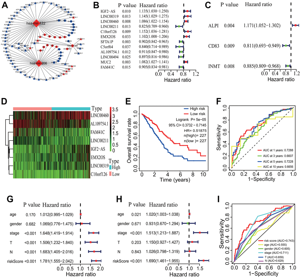 CeRNA network and prognostic signature construction. (A) CeRNA network. A ceRNA network with 26 DEmRNAs, 3 DEmiRNAs and 57 DElncRNAs was established. (B) Univariate Cox regression analysis based on 57 DElncRNAs. Twelve DElncRNAs were identified to have significant associations with the OS of LUAD patients. (C) Univariate Cox regression analysis based on 26 DEmRNAs. Three DEmRNAs were identified to have significant associations with the OS of LUAD patients. (D) Gene expression profiles of 8 DElncRNAs. Five DElncRNAs and 3 DElncRNAs were separately highly and lowly expressed in the high-risk group. (E) Survival curve. The patients in the low-risk group exhibited a better overall survival rate than those in the high-risk group (p=5e-05, HR=0.51875, 95% CI=0.3732-0.7145). (F) ROC curve correlated with survival. The AUCs of 1-, 3-, 5- and 10-years of the 8-lncRNA prognostic model were separately 0.7288, 0.6607, 0.7228 and 0.6656. (G, H) Independent prognostic analysis. The 8-lncRNA risk signature was significantly correlated with the OS of LUAD patients by a univariate and a multivariate Cox regression analysis. (I) ROC curve correlated with independent prognostic signature. The AUCs of risk score independently predicting survival was 0.743. CeRNA, competitive endogenous RNA; DElncRNA, differentially expressed lncRNA; DEmRNA, differentially expressed mRNA; DEmiRNA, differentially expressed miRNA; LUAD, lung adenocarcinoma; ROC, receiver operating characteristic; AUC, area under the curve; OS, overall survival.