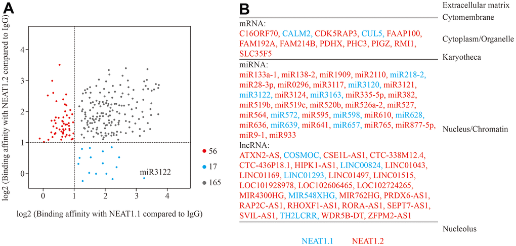 Binding RNA profiles of NEAT1 in T24 BC cells. (A) Grey spots represent RNAs which significantly interact with NEAT1.1 and NEAT1.2 compared to blank biotin IgG (log2FC > 1, p B) The different categories of binding RNAs are listed according to the cellular localization. The spots in (A) are listed in red and blue fonts accordingly.