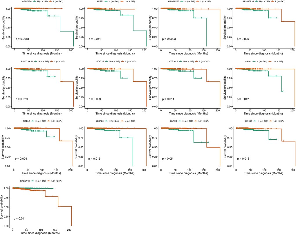 Survival analysis identified 13 immune-response related genes (IRRGs) significantly related to the prognosis of prostate cancer (PRCA). Patients were divided into a high expression group (H) and low expression group (L) according to the median expression of specific genes.