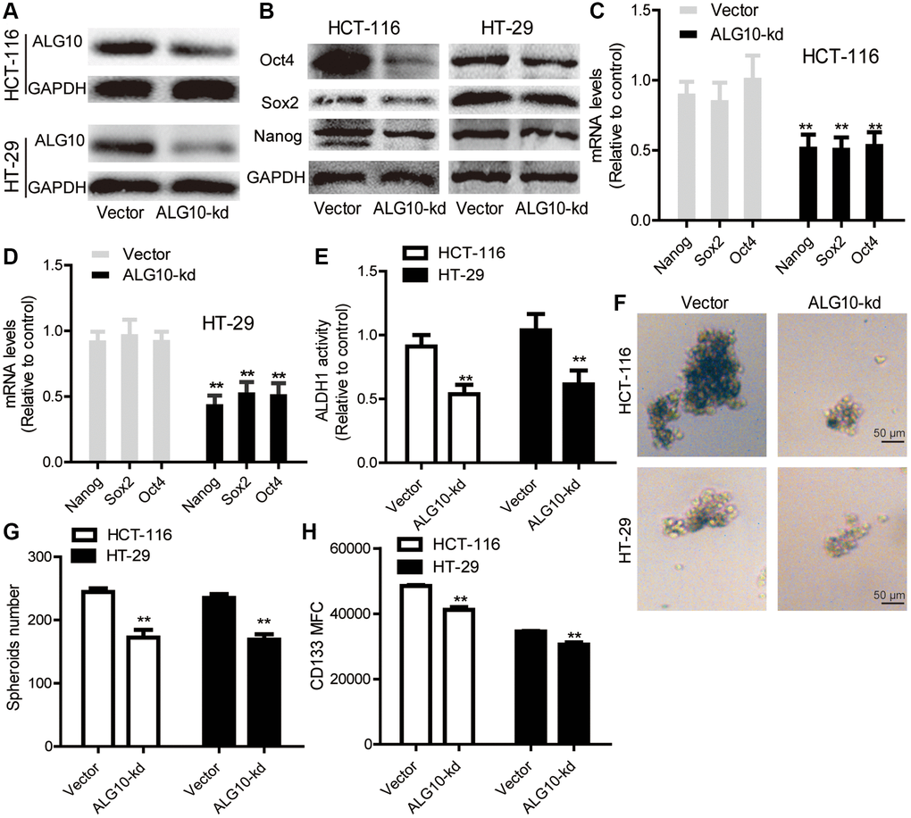 ALG10 knockdown blocks the stemness of CRC cells. (A) The knockdown efficiency of ALG10-kd was confirmed in CRC cells through western blot assay. (B) The protein expression of stemness markers (Oct4, Sox2, Nanog) was detected in CRC cells with or without ALG10 knockdown. (C and D) The mRNA expression of stemness markers (Oct4, Sox2, Nanog) was measured in CRC cells with or without ALG10 knockdown. (E) ALDH activity was determined in CRC cells with or without ALG10 knockdown. (F and G) Sphere formation ability was evaluated in CRC cells with or without ALG10 knockdown via measuring sphere size and counting sphere number. (H) CD133+ cell sub-population was analyzed in CRC cells with or without ALG10 knockdown. n = 3, **P 