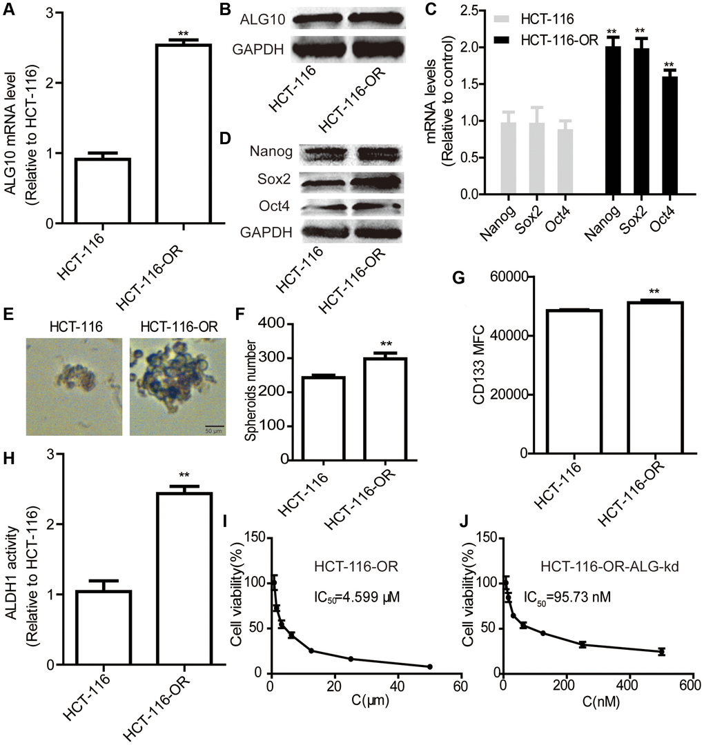 ALG10 knockdown attenuated the chemoresistance of CRC cells in vitro. (A and B) ALG10 mRNA and protein levels were examined in HCT-116 and HCT-116-OR cells. (C and D) The mRNA and protein levels of stemness markers were detected in HCT-116 and HCT-116-OR cells. (E and F) Sphere size and number were determined in HCT-116 and HCT-116-OR cells. (G) CD133+ subpopulation was evaluated in HCT-116 and HCT-116-OR cells. (H) ALDH activity was measured in HCT-116 and HCT-116-OR cells. (I) The IC50 value of oxaliplatin was calculated in HCT-116-OR cells. (J) The IC50 value of oxaliplatin was measured in HCT-116-OR-ALG-kd cells. n = 3, **P 