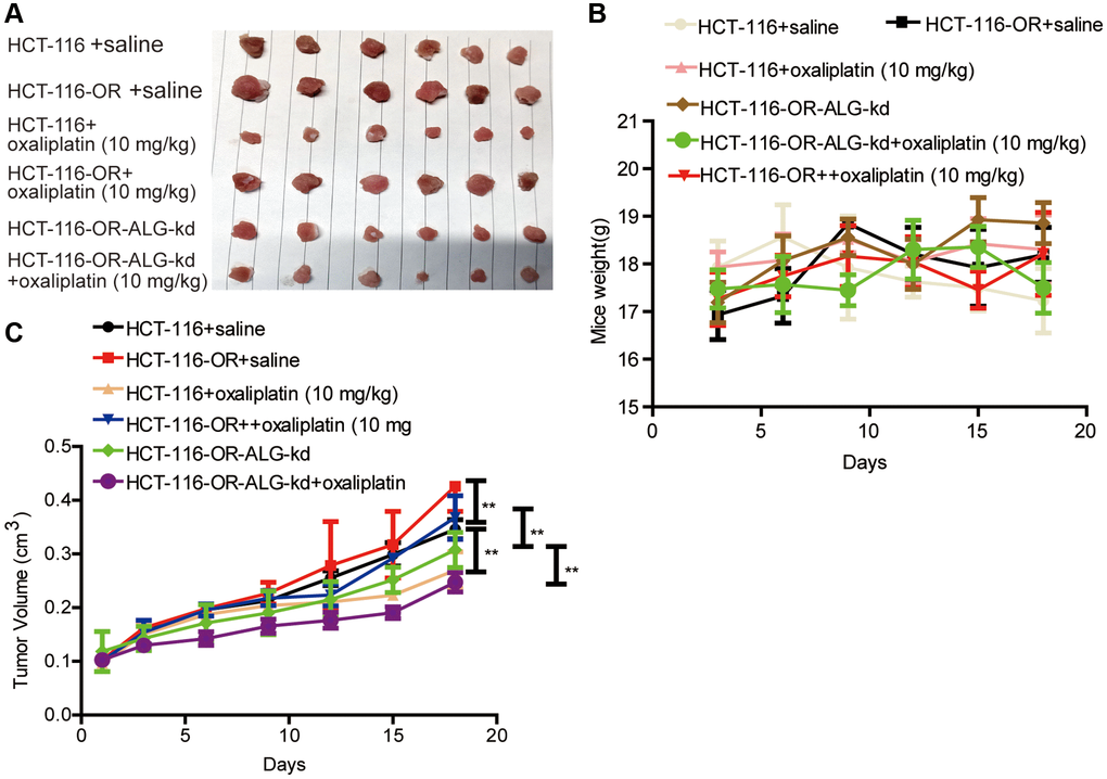 ALG10 knockdown attenuated the chemoresistance of CRC cells in vivo. (A) Tumor images derived from HCT-116, HCT-116-OR and HCT-116-OR-ALG10-kd cells with different treatment as indicated in figure. (B) Mice weight was measured at different time-points as indicated in different groups. (C) Tumor volume was recorded at different time-points as indicated in different groups. n = 6, **P 