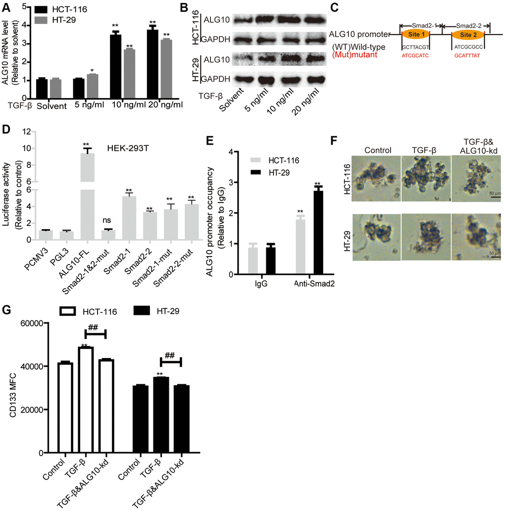 ALG10 and TGF-β signaling forms a positive ALG10/TGF-β regulatory loop by being bound by Smad2. (A and B) ALG10 mRNA and protein levels were examined in CRC cells with the treatment of different concentrations of TGF-β. (C) The diagram of Smad2 binding sites on ALG10 gene promoter. (D) Luciferase reporter assay was constructed to detect regulation of Smad2 on the regulation of different truncations of ALG10 gene promoter as indicated. (E) ChIP analysis were performed to determine the binding of Smad2 on ALG10 gene promoter. (F) Sphere size was measured in CRC cells with TGF-β treatment plus ALG10 knockdown or not. (G) CD133+ positive cells were evaluated in the cells described in (F). n = 3, **P 
