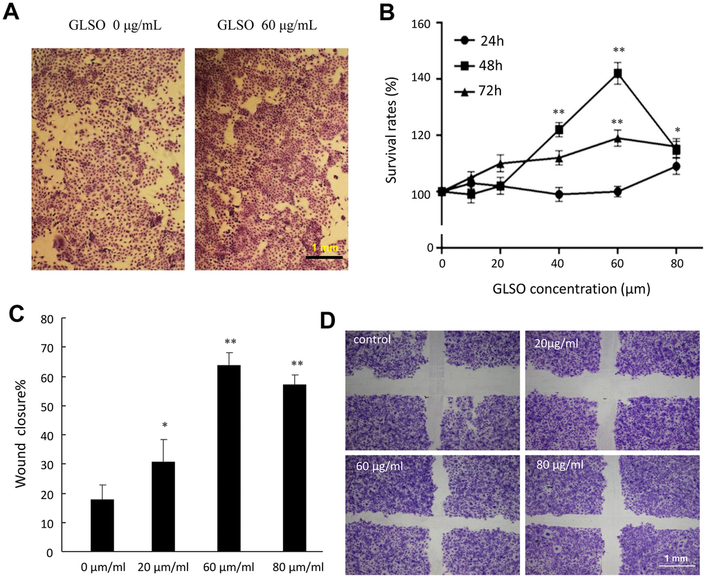 The proliferation and migration effects of GLSO on HaCaT cells. (A) Images of HaCaT cell growth with or without GLSO treatment. (B) Quantitative analysis of HaCaT cell proliferation with GLSO at different time points. (C) Images of HaCaT cell migration with or without GLSO treatment. Scale bar, 1 mm. (D) Quantitative analysis of wound closure by HaCaT cell migration with GLSO treatment. The data are presented as the mean ± SD. *P**P