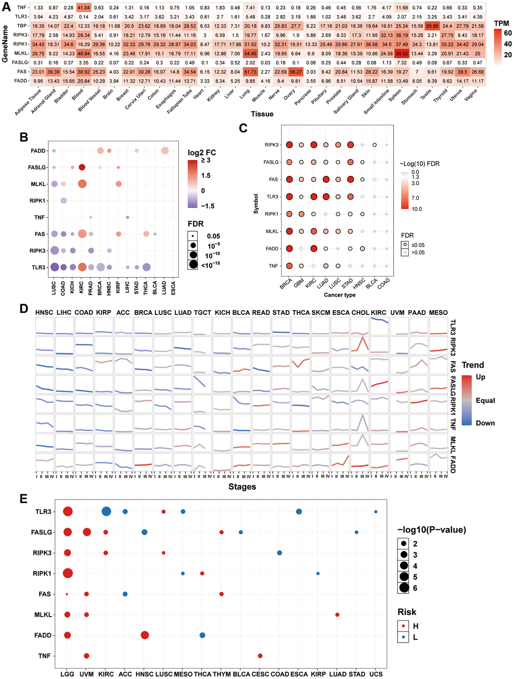 mRNA expression and survival analysis of necroptosis-related regulators. (A) mRNA expression of necroptosis-related regulators in the GTEx normal tissues. (B) Differential mRNA expression of necroptosis-related regulators between paired tumor and normal tissue. The size of dots is positively correlated with the FDR significance. The color of the bubble represents the fold change between tumor vs. normal. The bubble was filtered by the fold change (FC>2) and significance (FDR ≤ 0.05). (C) Subtype-related changes in gene expression of necroptosis-related regulators. The bubble color from white to red represents the FDR significance, and the bubble size is positively correlated with the FDR significance. The black outline border of bubble indicates FDR ≤ 0.05. (D) The trend of the gene expression of necroptosis-related regulators from stage I to stage IV in different cancers. The blue trend line and red trend line represent fall and rise tendency, respectively. (E) Survival analysis of necroptosis-related regulators in different cancers. The bubble color from blue to red represents the hazard ratio from low to high, bubble size is positively correlated with the Cox P-value significance.