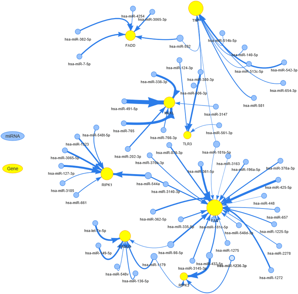 The miRNA regulation network of necroptosis-related regulators. The connection between miRNA and gene suggests the miRNA can regulate the gene. The node size is positively correlated with the node's degree, and the width of the line is decided by the absolute value of the correlation coefficient.