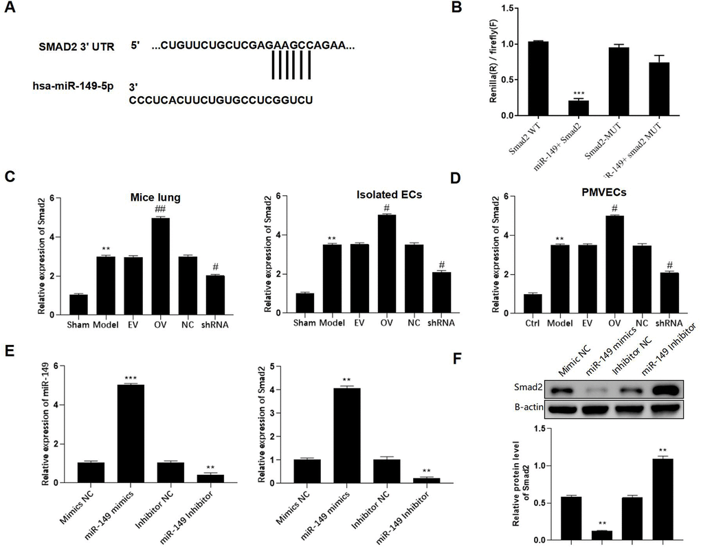 Smad2 is a direct downstream target of miR-149. (A) Putative binding site between Smad2 and miR-149. (B) Representative bar graphs showing the luciferase activity in the cells after indicated treatments. (C) Expression of Smad2 in lungs and isolated ECs. (D) The PMLECs were transfected with mmu