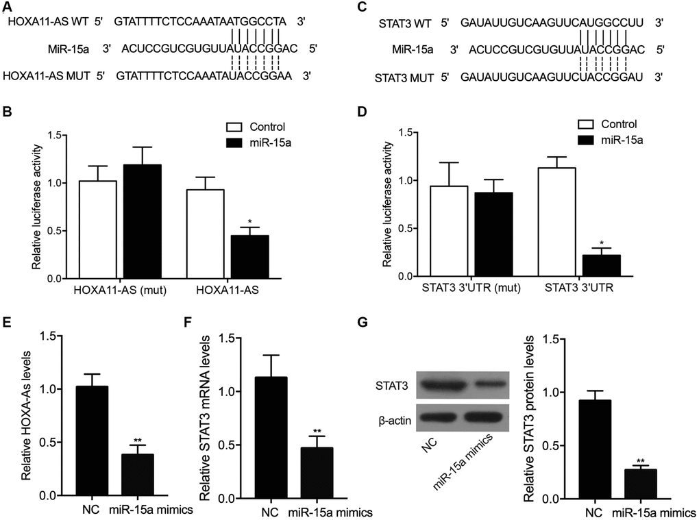 Sequence analysis showed that miR-15a could potentially target lncRNA-HOXA11-AS (A), and the transfection of miR-15a suppressed the luciferase activity of wild-type lncRNA-HOXA11-AS (B) in THP-1 cells. Moreover, sequence analysis showed that miR-15a could potentially target the 3’UTR STAT3 (C), and the transfection of miR-15a suppressed the luciferase activity of wild-type STAT3 (D) in THP-1 cells. Meanwhile, the transfection of miR-15a mimics significantly repressed the relative expression of HOXA11-AS (E), STAT3 mRNA (F) and protein (G) (*P value **P value 