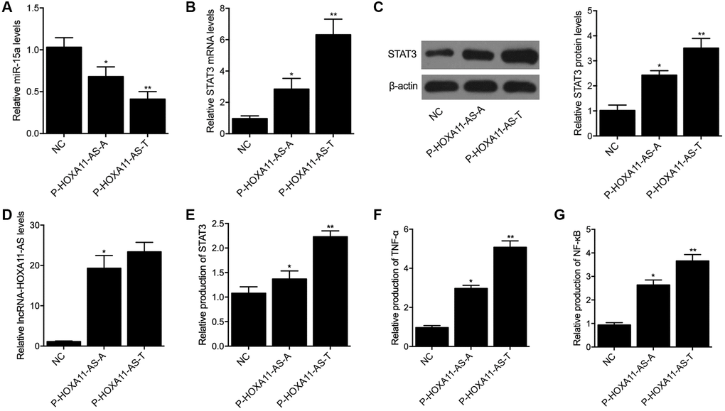 Compared with the A allele located in HOXA11-AS, the T allele located in HOXA11-AS showed a stronger capability to suppress the expression of miR-15a (A) and enhance the expression of STAT3 mRNA (B) and protein (C), as well as HOXA11-AS (D) in THP-1 cells. Meanwhile, ELISA analysis indicated that P-HOXA11-AS-T exhibited a stronger capability to increase the expression of STAT3 (E), TNF-α (F) and NF-κB (G) in THP-1 cells (*P value **P value P-HOXA11-AS-A group).