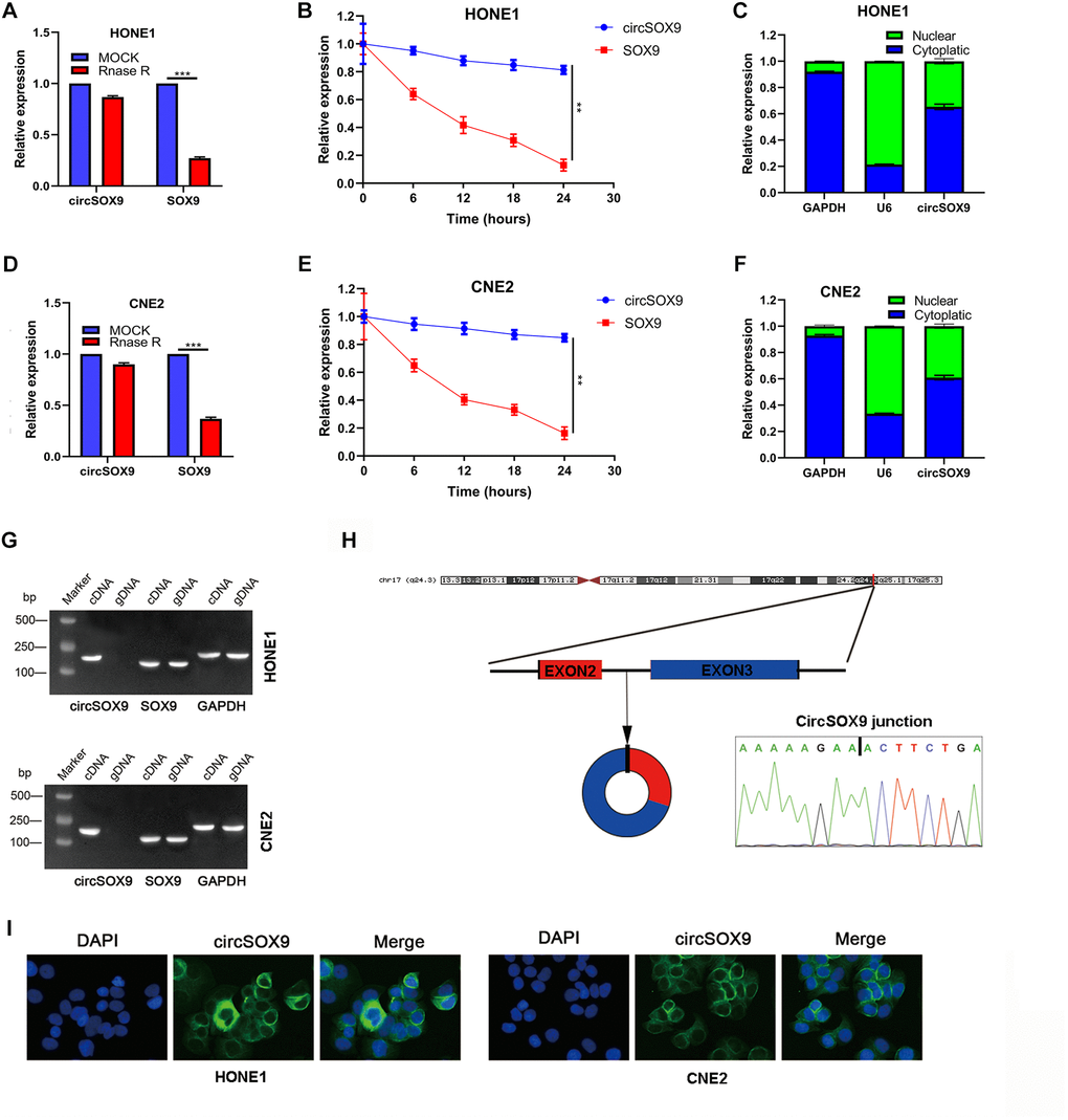 Molecular characteristics and expression localization of circSOX9. (A) RNase R digestion assay was used to detect the stability of circSOX9 in HONE1 cells. (B) The qRT-PCR analysis of circSOX9 and linear SOX9 was performed by RNase R digestion assay in HONE1 cells. (C) The location of circSOX9 was detected using nucleoplasmic separation analysis in HONE1 cells. (D) The stability of circSOX9 was evaluated by RNase R digestion assay in CNE2 cells. (E) qRT-PCR analysis for circSOX9 was and linear SOX9 by RNase R digestion assay in CNE2 cells. (F) The location of circSOX9 was detected using nucleoplasmic separation analysis in CNE2 cells. (G) qRT-PCR analysis for circSOX9 and linear Sox9 in cDNA and gDNA in HONE1 and CNE2 cells. (H) Sanger sequence analysis of the back splice sequence of circSOX9. (I) RNA FISH analysis showed that circSOX9 was mainly distributed in the cytoplasm, scale bar = 50 μm. **P ***P 