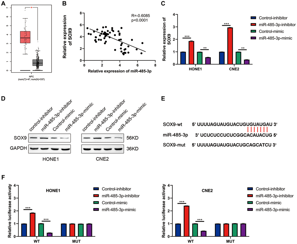 SOX9 is the downstream target gene of miR-485-3p. (A) The expression level of SOX9 in NPC and para-tumor tissues was analyzed based on the TCGA database. (B) The person analysis shows the miR-485-3p and circSOX9 expression correlation in NPC tissues. (C, D) qRT-PCR and Western blot analysis of SOX9 expression in HONE1 and CNE2 cells after miR-485-3p inhibition or overexpression. (E) The predicted binding site of miR-485-3p and SOX9. (F) Dual-luciferase reporter gene assay was used to prove the binding of SOX9 and miR-485-3p. *P **P ***P 