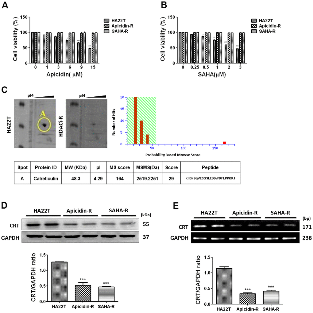 HCC cells resistance to HDACis correlated with downregulation of CRT. (A) Liver cancer cells are incubated with apicidin at various concentrations for 48 h and proliferation measured by MTT assay. (B) Liver cancer cells are incubated with SAHA at various concentrations for 48 h and proliferation measured by MTT assay. Data are expressed as percentage of the control and presented as mean ± S.D. of three independent experiments. (C) Two-dimensional gel electrophoresis analysis of proteins extracted from liver cancer cells, and further identification of candidate protein, calreticulin (CRT), by tandem mass spectrometer. (D, E) Western blotting and reverse transcription PCR analysis indicate decreased expression of CRT in HDACis-R cells than that in HA22T parental cells at protein and mRNA levels. Protein and mRNA expression are normalized to expression of GAPDH. *p p p 