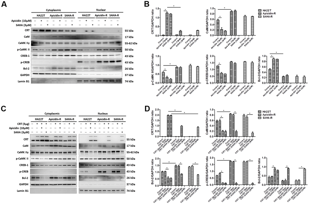 HDAC inhibitors trigger CRT translocation to the nucleus in liver cancer cells overexpressing CRT. (A, B) HDAC inhibitors activate CRT nuclear translocation and inhibit CaM/CaMKII/CREB signaling pathway in the nuclear isolate of the HA22T parental cells. (C, D) HDAC inhibitors activate CRT nuclear translocation and inhibit CaM/CaMKII/CREB signaling pathway in the nuclear isolate of HCC cells overexpressing CRT.