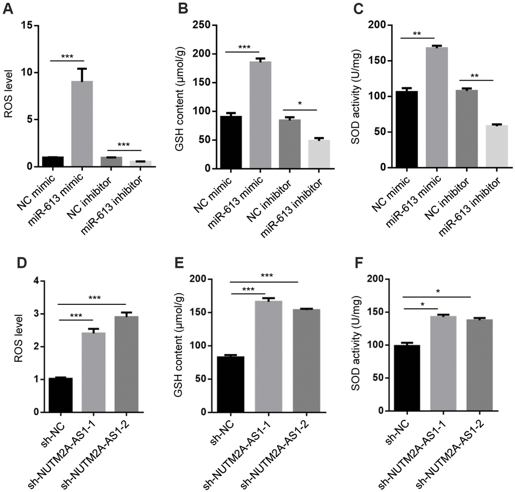 NUTM2A-AS1 and miR-613 regulate oxidative stress signaling. (A) ROS levels were measured in N87 cells transfected with the NC mimic, miR-613 mimic, NC inhibitor, or miR-613 inhibitor. ***P B) GSH contents were measured in N87 cells transfected with the NC mimic, miR-613 mimic, NC inhibitor, or miR-613 inhibitor. *P ***P C) SOD activity was measured in N87 cells transfected with the NC mimic, miR-613 mimic, NC inhibitor, or miR-613 inhibitor. **P D) ROS levels were measured in N87 cells transfected with sh-NC, sh-NUTM2A-AS1-1, or sh-NUTM2A-AS1-2. ***P E) GSH contents were measured in N87 cells transfected with sh-NC, sh-NUTM2A-AS1-1, or sh-NUTM2A-AS1-2. ***P F) SOD activity was measured in N87 cells transfected with sh-NC, sh-NUTM2A-AS1-1, or sh-NUTM2A-AS1-2. *P 