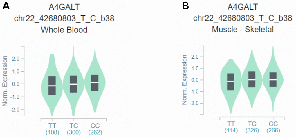 Effects of rs130347 polymorphism on A4GALT expression. (A) The presence of the rs130347 C minor allele in whole blood decreases downstream A4GALT expression (p = 0.0041) (B) In skeletal muscle tissue samples, the presence of the rs130347 C minor allele influences downstream A4GALT expression (p = 0.011).