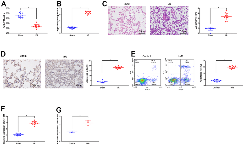 Expression of miR-141 upregulates in lung tissues and PMVECs of I/R injury. (A) Blood gas analyzer was used to detect the blood gas in arterial blood in left ventricle of mice. (B) The statistical graph of W/D ratio of lung tissues of mice. (C) HE staining results of lung tissues (× 400) and lung injury scores. TUNEL staining (D) and flow cytometry assay (E) was used to detect the apoptosis of mouse lung cells (× 200) and PMVECs. The expression of miR-141 in mouse lung tissues (F) and PMVECs (G) were determined by RT-qPCR. * p 