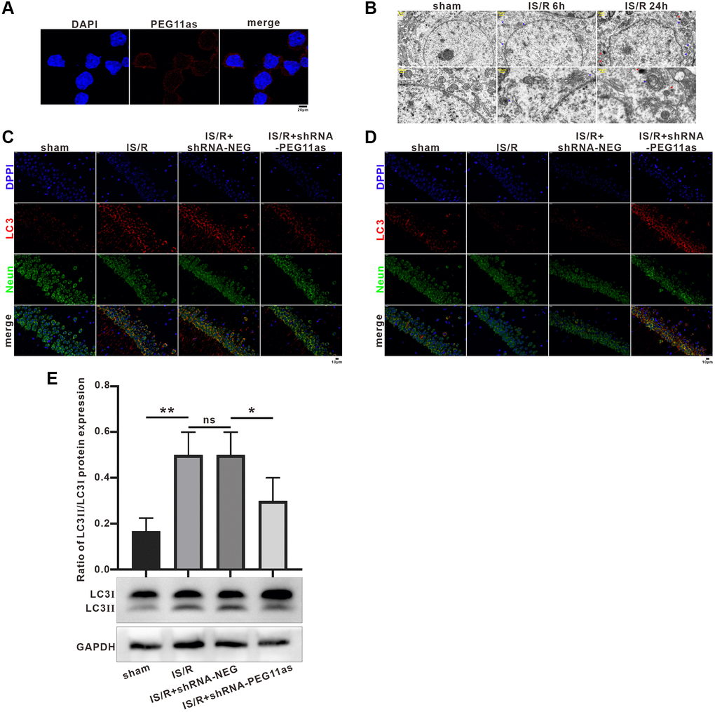 PEG11as silencing inhibited neuronal autophagy and apoptosis. (A) A FISH assay showed the location of PEG11as in mouse primary neurons. Green, PEG11as; Blue, DAPI. (B) Transmission electron microscopy was applied to observe the ultrastructural features in hippocampal of tMCAO/R mice. Blue arrow indicated autophagosomes and yellow arrow represented lysosomes. (C, D) Representative double immunofluorescent staining for NeuN and MAP1LC3B (C) and SQSTM1/p62 (D) in ischemic hemispheres transfected with shRNA-PEG11as 14 days and treated with tMCAO/R. (E) Representative pictures and statistical chart for the western blot of MAP1LC3 staining. n = 3. One-way ANOVA followed by the Tukey’s post-hoc-test was used, data are statistically different from each other with *P **P ***P 