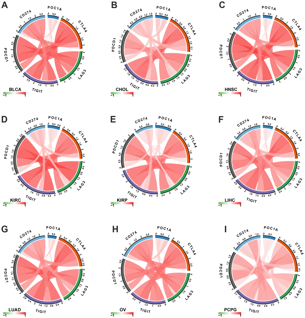 Correlation of POC1A expression with immune checkpoint genes. (A–I) POC1A expression is positively correlated with immune checkpoints in several tumors. Red and green lines indicate positive and negative correlations, respectively. Deeper color indicates a strong correlation.