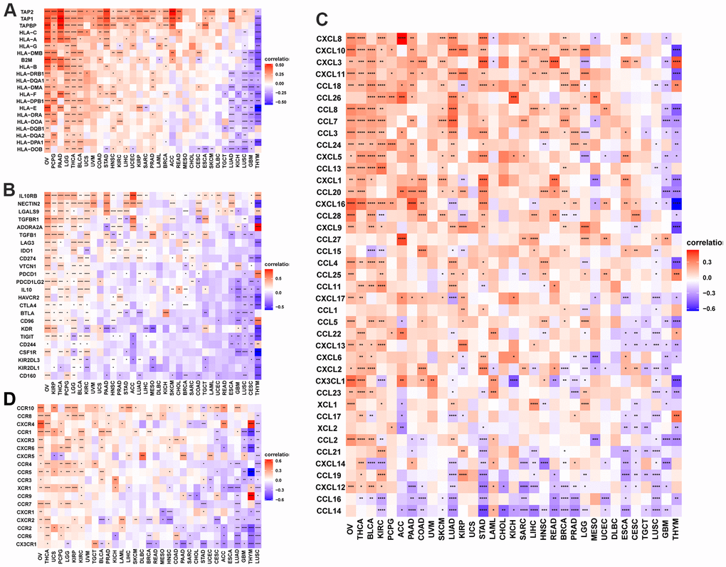 POC1A correlation with immunomodulatory genes. (A) POC1A correlation with MHC genes is represented utilizing Heatmap. (B) Heatmap of the POC1A correlation with immunosuppressive status-related genes. (C) POC1A correlation with chemokine genes is represented utilizing Heatmap. (D) POC1A correlation with chemokine receptor genes is represented utilizing Heatmap. R software was utilized for calculating Pearson’s correlation coefficient.