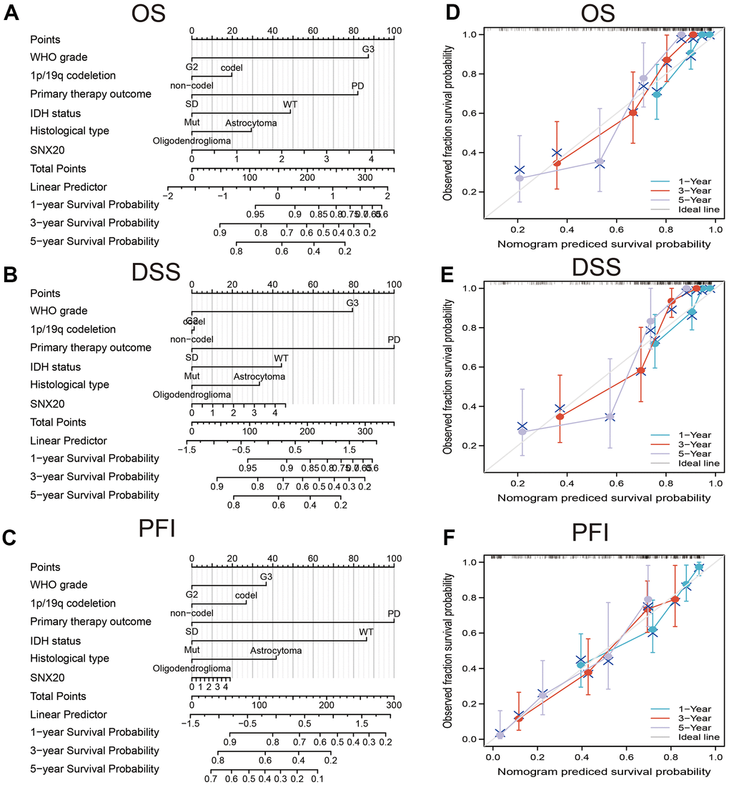 Construction nomogram of predicted prognosis of SNX20 in LGG. Construction nomogram to predicted (A) OS, (B) DSS, and (C) PFI in LGG patients. The calibration curve used to display the TCGA-LGG cohort for (D) OS, (E) DSS and (F) PFI.