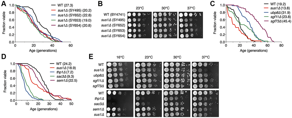 RLS is shortened by the loss of Sus1. (A) RLS analysis of four independent sus1Δ strains. The SUS1 allele was replaced with HISMX6 in SY495 and SY652 and KanMX6 in SY653 and SY654. The mean lifespans are shown in parentheses. (B) Growth analysis of the strains used in (C). After spotting cells in 10-fold serial dilutions, the YPD plates were incubated at the indicated temperatures for 2–3 days. (C and D) RLS analysis of the indicated mutants of the SAGA DUB module (C) and TREX-2 (D). The mean lifespans are shown in parentheses. (E) Growth analysis of the strains used in (C and D). After spotting cells in 10-fold serial dilutions, the YPD plates were incubated for 2–3 days at 23°C, 30°C, and 37°C and for 5 days at 16°C.