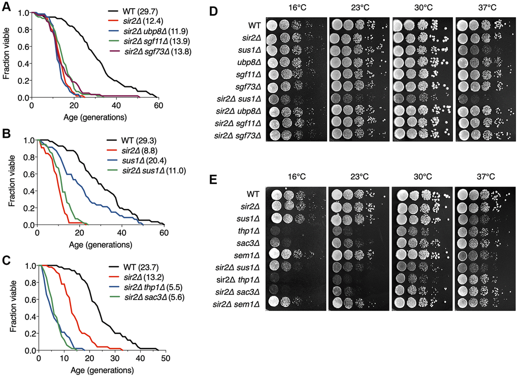 TREX-2 affects RLS in a Sir2-independent manner. (A–C) RLS analysis of double deletion strains of SAGA DUB mutants (A), sus1Δ mutants (B) and TREX-2 mutants (C) in combination with sir2Δ. The mean lifespans are shown in parentheses. (D and E) Growth analysis of the strains used in (A–C), as described in Figure 1E.