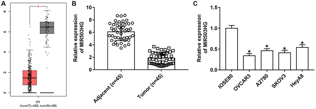 MIR503HG expression was down-regulated in ovarian cancer cells and tissues. (A) GEPIA online database was used to analyze the expression of MIR503HG in ovarian cancer tissues and adjacent normal tissues. (B) MIR503HG expression in 45 paired ovarian cancer tissues (n = 45) and adjacent normal tissues (n = 45) was measured with RT-qPCR. (C) MIR503HG expression in ovarian cancer cell lines (OVCAR3, A2780, SKOV3, and HeyA8) and normal human ovarian epithelial cells (IOSE80) was detected. *P 