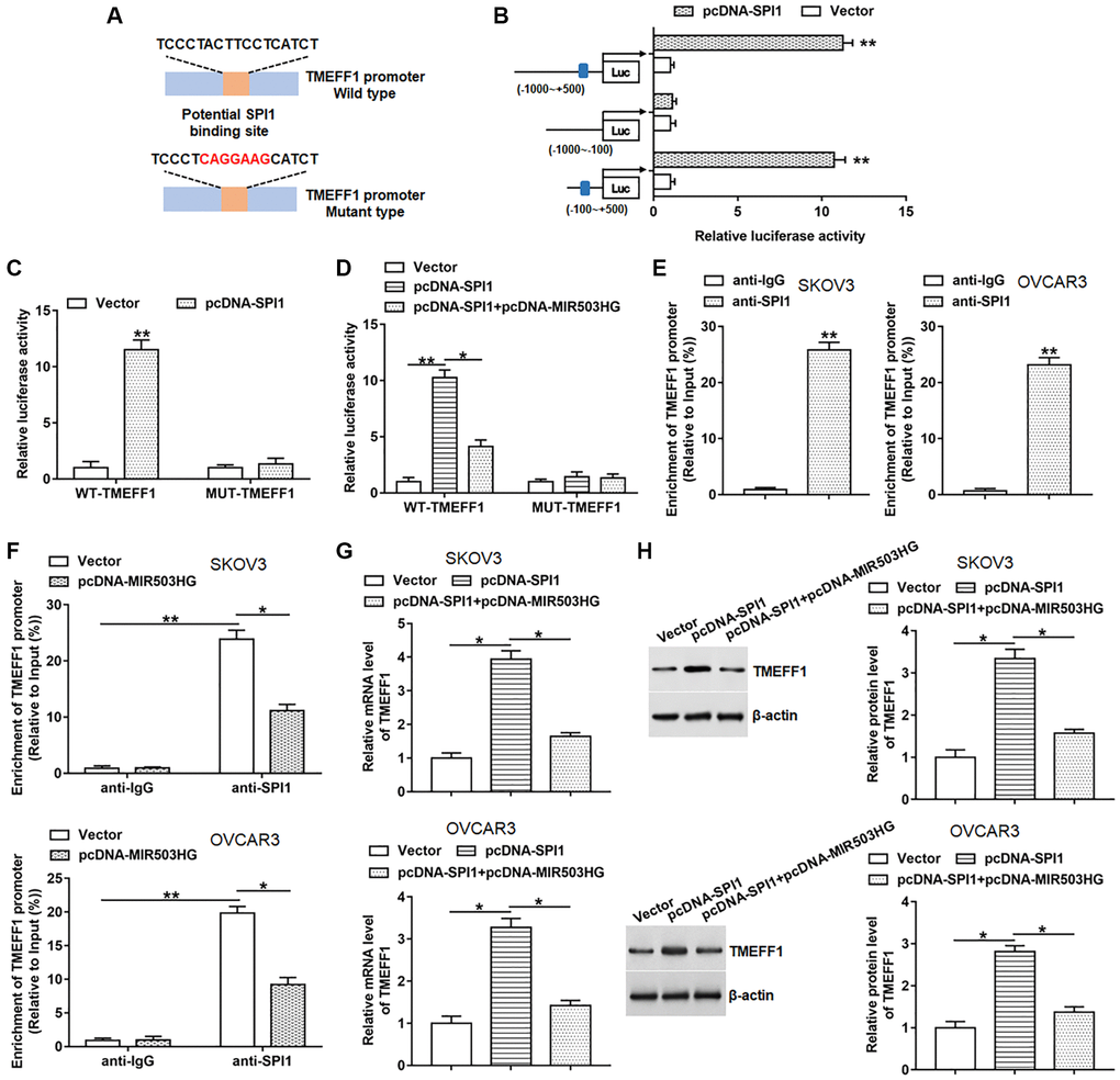 MIR503HG restrained SPI1-mediated transcriptional activation of TMEFF1. (A) ChIPBase database was used to predict the binding motif of SPI1 in TMEFF1 promoter region, and the mutation sites were shown in red. (B) Double luciferase reporter gene assay was performed using different truncated sequences of TMEFF1 promoter region. (C) WT-TMEFF1/MUT-TMEFF1 reporters were transfected into HEK293T cells together with pcDNA-SPI1/control vector, and the relative luciferase activities were detected. (D) HEK293T cells were transfected with WT-TMEFF1/MUT-TMEFF1 reporters together with pcDNA-SPI1 or pcDNA-SPI1 + pcDNA-MIR503HG, and the relative luciferase activities were analyzed. (E) ChIP assay was carried out to verify the binding of SPI1 to the TMEFF1 promoter region in SKOV3 and OVCAR3 cells. (F) ChIP assay was conducted with anti-SPI1 or anti-IgG in SKOV3 and OVCAR3 cells transfected with control vector or pcDNA-MIR503HG. (G, H) pcDNA-SPI1 was transfected into cells alone or together with pcDNA-MIR503HG, after transfection for 48 h, the mRNA and protein levels of TMEFF1 were measured. *P **P n = 6 in each group. Each test was repeated at least three times independently.