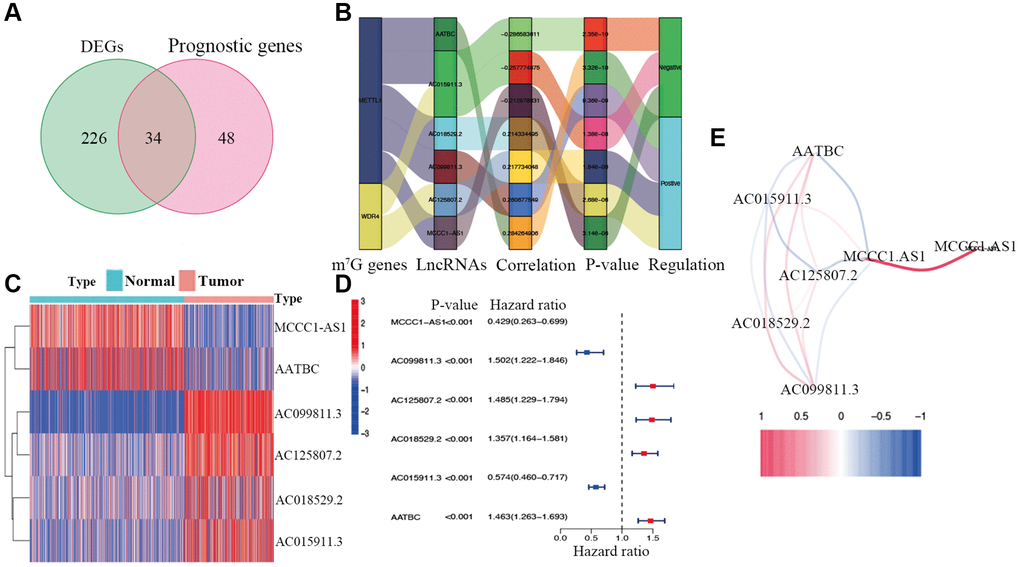 Identification of prognostic m7G-related lncRNAs. (A) Venn diagram of candidate m7G-related lncRNAs determined by differential expression and univariate Cox analyses. (B) Correlation network of prognostic lncRNAs and their associated mRNAs. (C) Heatmap of hub m7G-related lncRNAs. (D) Forest plots of correlations between hub lncRNAs and overall survival of CM patients. (E) Correlation network of hub lncRNAs.