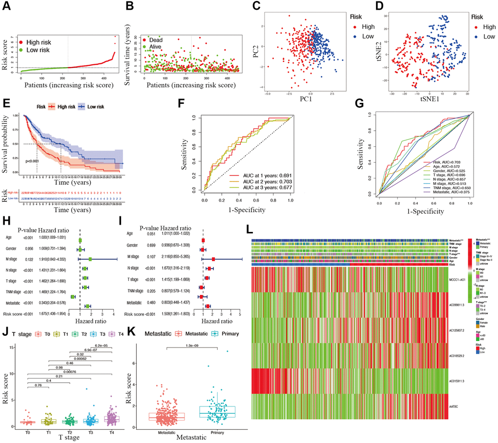 Associations between risk signature and clinicopathological factors. Risk score distribution (A), survival status (B), PCA plot (C), and t-SNE (D) analysis of TCGA-CM cohort. (E) Survival curve of CM patients. TimeROC (F) and ClinicalROC (G) curves to forecast overall survival of patients. Univariate (H) and multivariate Cox (I) regression of clinicopathological features in TCGA-CM cohort. Correlations between risk scores and T stage (J) and metastatic capacity (K). (L) The heatmap of clinicopathological features and hub lncRNAs expression in two risk subgroups.