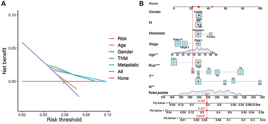 Construction of nomogram. (A) Decision curve analysis of risk signature and other clinicopathological features. (B) Nomogram for predicting CM 1-, 3-, and 5-year overall survival in TCGA cohort. The red dashed line represented a sample of CM patient's death probability by year 1, 3, and 5.