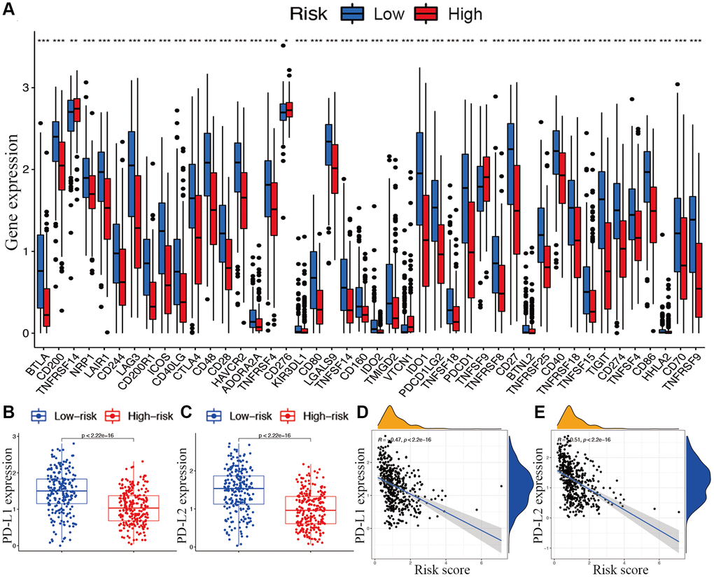 Associations between risk signature and immune checkpoints. (A) Expression of immune checkpoints among two risk subgroups in CM patients. Expression levels of genes PD-L1 (B) and PD-L2 (C) in risk subgroups. Correlation analysis between risk score, PD-L1 (D), and PD-L2 (E).