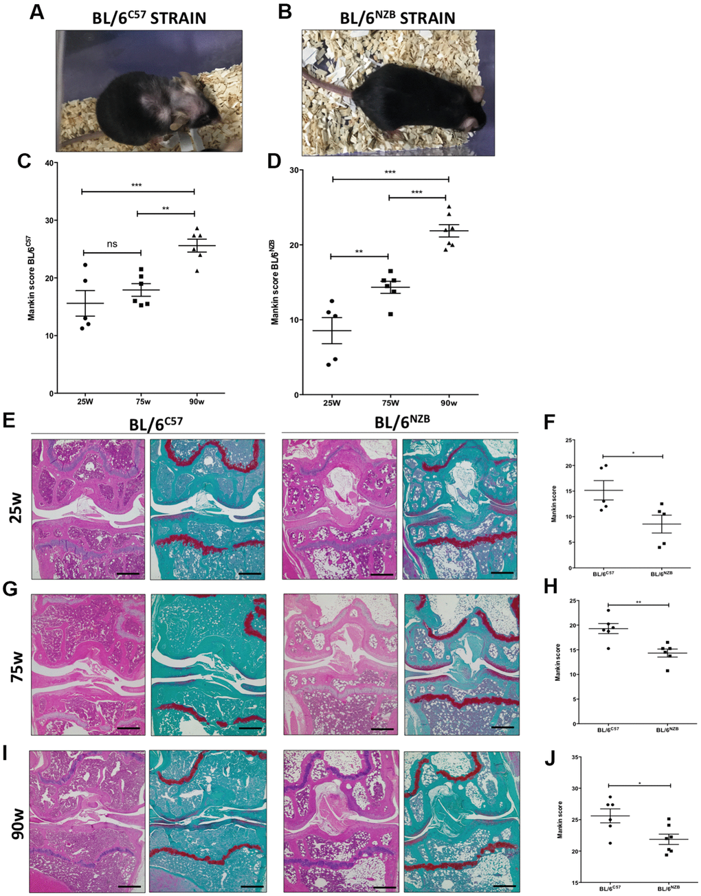 Analysis of Mankin scores in joints from BL/6C57 and conplastic (BL/6NZB) mice during the aging process. (A) Representative image of 90-weeks-old BL/6C57 mice. (C) Quantification of total Mankin score of the joint sections from BL/6C57 mice. (B) Representative image of 90-weeks-old conplastic (BL/6NZB) mice. (D) Quantification of total Mankin score of the joint sections from conplastic (BL/6NZB) mice. Total Mankin score was obtained from the scores of all quadrants of the joint (medial tibial plateau, medial femoral condyle, lateral tibial plateau, and lateral femoral condyle) that were scored separately and averaged. Three criteria were selected for histological assessment of each quadrant: structure, cellularity, and matrix staining. Graphs represent means ± SEM; n=5 in BL/6C57 and conplastic (BL/6NZB) mice at 25 weeks; n=6 in BL/6C57 and BL/6NZB at 75 weeks; n=6 in BL/6C57 and n=7 in BL/6NZB at 90 weeks. **pE) Representative images from joint sections of BL/6C57 and conplastic (BL/6NZB) mice at 25 weeks of age, stained with Hematoxylin-Eosin and Safranin O/Fast Green. (F) Quantification of total Mankin score of the joint sections from BL/6C57 vs. conplastic (BL/6NZB) mice at 25 weeks. (G) Representative images from joint sections of BL/6C57 and conplastic (BL/6NZB) mice at 75 weeks of age, stained with Hematoxylin-Eosin and Safranin O/Fast Green. (H) Quantification of total Mankin score of the joint sections from BL/6C57 vs. conplastic (BL/6NZB) mice at 75 weeks. (I) Representative images from joint sections of BL/6C57 and conplastic (BL/6NZB) mice at 90 weeks of age, stained with Hematoxylin-Eosin and Safranin O/Fast Green. (J) Quantification of total Mankin score of the joint sections from BL/6C57 vs. conplastic (BL/6NZB) mice at 90 weeks. Original magnification: 4×. Scale bar, 500 μm. Graphs represent means ± SEM; n=5 in BL/6C57 and conplastic (BL/6NZB) mice at 25 weeks; n=6 in BL/6C57 and conplastic (BL/6NZB) mice at 75 weeks; n=6 in BL/6C57 and n=7 in conplastic (BL/6NZB) mice at 90 weeks. *pC57 by non-parametric Mann-Whitney test.