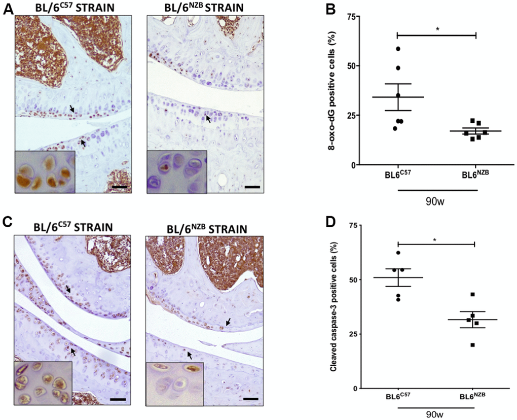 Reduction of 8-oxo-dG and cleaved caspase-3 expression in cartilage from conplastic (BL/6NZB) mice. (A) Representative images of medial compartment of knee joints from BL/6C57 and conplastic (BL/6NZB) mice at 90 weeks of age stained with 8-oxo-2′-deoxyguanosine (8-oxo-dG). (B) Quantitative analysis of 8-oxo-dG-positive cells of knee joints from BL/6C57 and conplastic (BL/6NZB) mice at 90 weeks. (C) Representative images of medial compartment of knee joints from BL/6C57 and conplastic (BL/6NZB) mice at 90 weeks of age stained with cleaved caspase-3. (D) Quantitative analysis of cleaved caspase-3-positive cells of knee joints from BL/6C57 and conplastic (BL/6NZB) mice at 90 weeks of age. Original magnification: 20×. Scale bar, 50 μm. Black arrow indicates positively stained chondrocyte. Chondrocyte magnification (40×) is shown in the bottom-left corner of the images. 8-oxo-dG: Graphs represent means ± SEM; n=6 in BL/6C57 and n=6 in conplastic (BL/6NZB) mice at 90 weeks of age. Cleaved caspase-3: Graphs represent means ± SEM; n=5 in BL/6C57 and n=5 in conplastic (BL/6NZB) mice at 90 weeks of age; *p