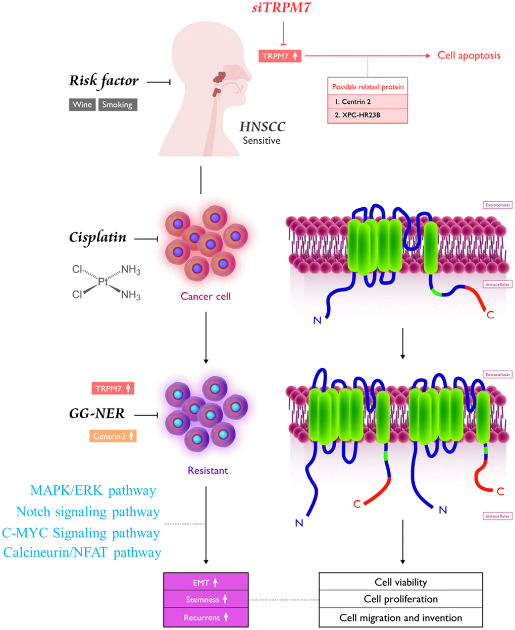 Pictorial abstract showing the essential role of TRPM7 in the metastasis and chemoresistance of HNSCC cells; silencing TRPM7 suppressed several oncogenic signaling axes, leading to reduced migration, invasion, colony formation, and spheroid formation.