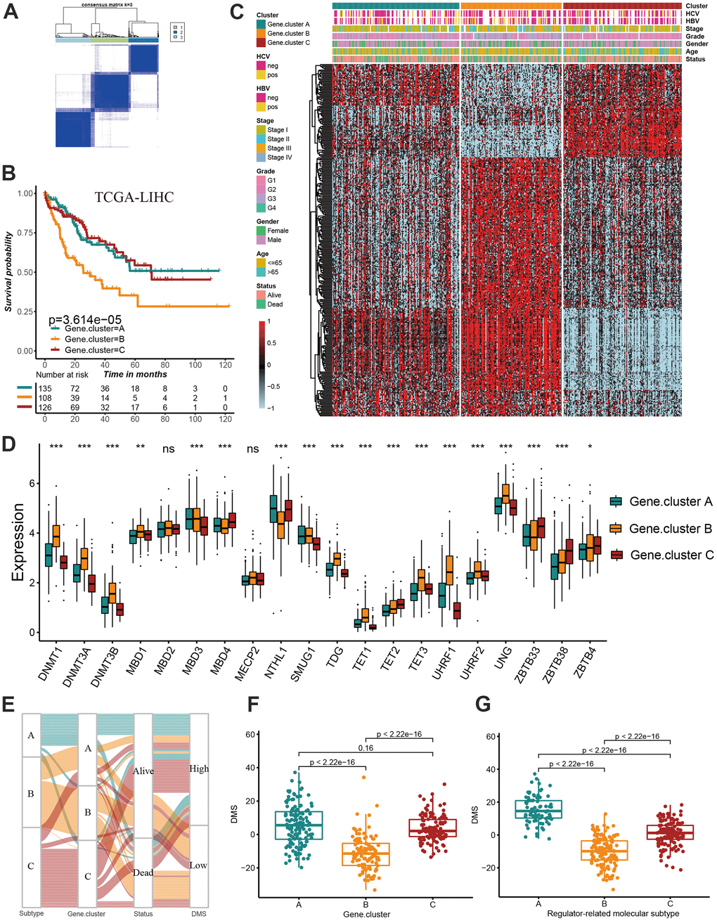 Construction of prognosis-related DMS signature. (A) Consensus matrices of DNA methylation subtype-related genes. for k=3. (B) Survival analyses for three distinct Gene.clusters. (C) The hierarchical clustering of1037 overlapping differentially expressed genes among three Gene.clusters. (D) Difference in the 20 DNA methylation regulator expression among three Gene.clusters. (E) The alluvial diagram showing the changes of sample attributes including methylation regulator-related molecular subtypes, Gene.cluster, survival status and DMS. (F) Differences in DMS score across three Gene.clusters. (G) Differences in DMS score across three distinct methylation regulator-related molecular subtypes. All data analyses were based on the TCGA-LIHC cohort. Neg, negative; Pos, positive; Ns, not significant. *P 