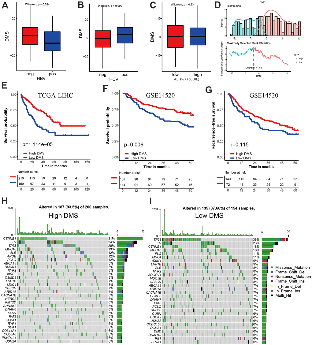 Prognostic value and external validation of DMS signature. (A) Differences in DMS score between hepatitis B virus positive and negative group in TCGA-LIHC cohort. (B) Differences in DMS score between hepatitis C virus positive and negative group in TCGA-LIHC cohort. (C) Differences in DMS score between ALT high and low group in GSE14520 cohort. (D) The MaxStat R package identified the optimal cut-off point to dichotomize DMS. (E) Kaplan-Meier curves showing the survival difference between the low and high DMS groups in TCGA-LIHC cohort. (F) External validation the value of DMS in predicting patient prognosis in GSE14520 cohort. (G) Kaplan-Meier curves showing the recurrence-free survival difference between the low and high DMS groups in GSE14520 cohort. (H, I) The waterfall plot showing the differences of TMB landscape between low and high DMS groups in TCGA-LIHC cohort. (H) High DMS group. (I) Low DMS group. Neg, negative; Pos, positive.