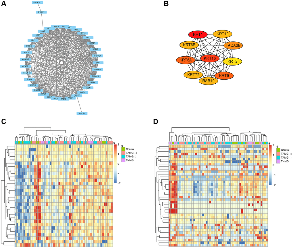 Modules and hub proteins most relevant to myasthenia gravis. (A) hub proteins in the TAMG (+)-related brown module were identified by the protein-protein interaction (PPI) network. (B) the top 10 strongly associated hub proteins for the identified TAMG (−)-related module. (C, D), the hierarchical clustering diagrams were depicted to exhibit the up- and down-regulated proteins relevant to TAMG (+) and TAMG (−).