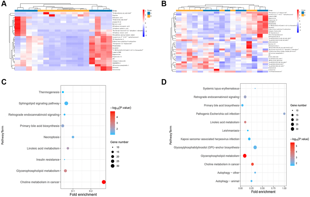 Distinctions and connections in metabolomic profiles between TAMG (+) and TAMG (−). (A, B) the hierarchical clustering diagrams for the metabolites. (C, D) pathway analysis for metabolomic profiles.