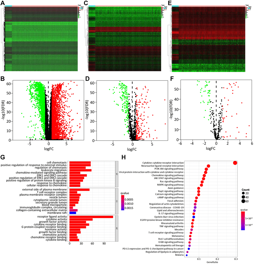 Differentially expressed genes, immune-related genes, and TFs. The differentially expressed genes between BC and non-tumor tissues were shown in the heatmap (A) and the volcano plot (B). Heatmap (C) and the volcano plot (D) indicated the differentially expressed immune-related genes (IRGs). Heatmap (E) and volcano plot (F) referred to the differential TFs between breast cancer and non-tumor tissues. Red dots represented the upregulated genes or TFs, green dots represent downregulated genes or TFs, and black dots represented not differentially expressed genes or TFs. N, normal tissue. T, tumor. The GO (G) and KEGG (H) functional enrichment analysis of immune-related genes (IRGs).